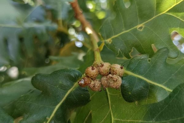 εικόνα_Viber_2025-01-09_00-11-22-652