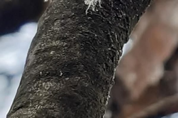 εικόνα_Viber_2025-01-09_00-11-57-348