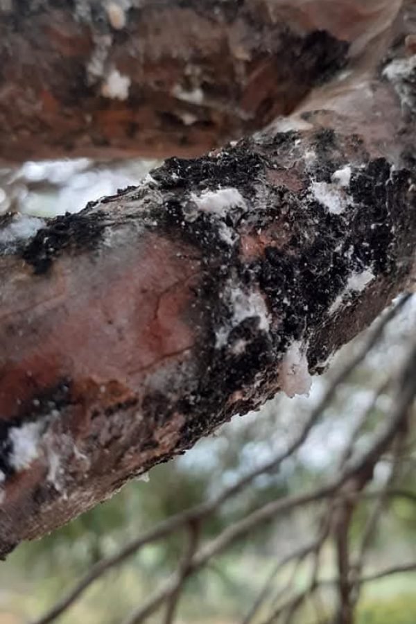 εικόνα_Viber_2025-01-09_00-11-57-389