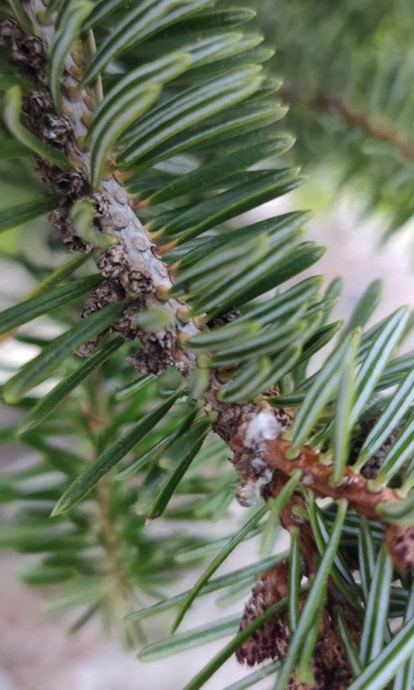 εικόνα_Viber_2025-01-09_00-13-08-967