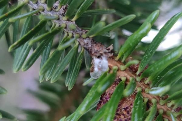 εικόνα_Viber_2025-01-09_00-13-09-516