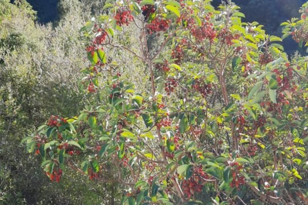 εικόνα_Viber_2025-01-15_18-45-54-048