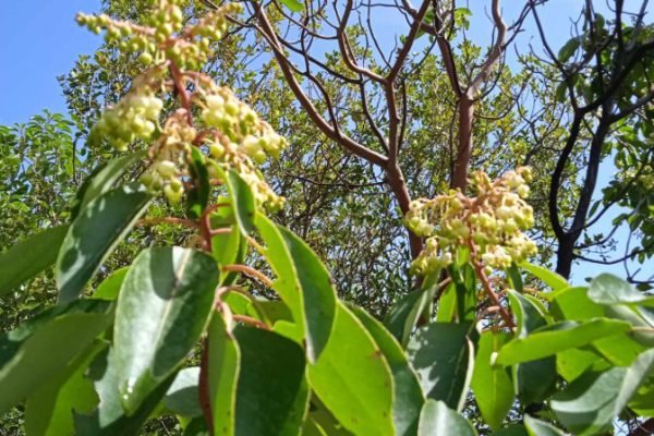 εικόνα_Viber_2025-01-15_18-45-54-075