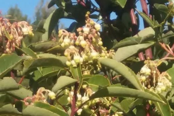 εικόνα_Viber_2025-01-15_18-45-54-096