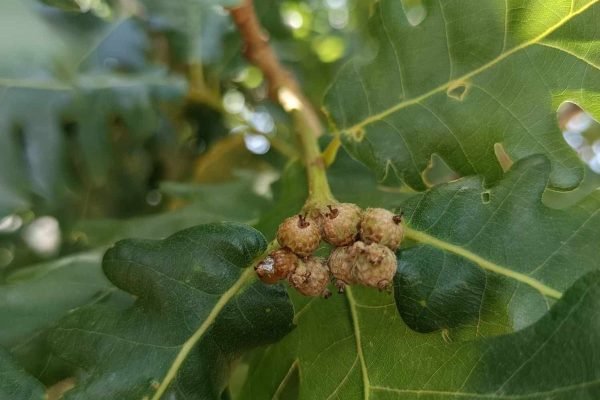 εικόνα_Viber_2025-01-15_18-47-38-096